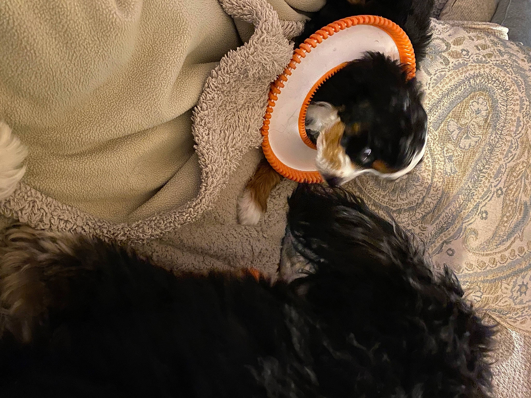 Willow joined the competition — help win amazing prizes! canidae, carnivore, cat, comfort, companion_dog, dog_breed, domestic_short_haired_cat, ear, eyewear, fawn, felidae, fur, hat, human_leg, small_to_medium_sized_cats, sporting_group, sunglasses, tail, tree, whiskers