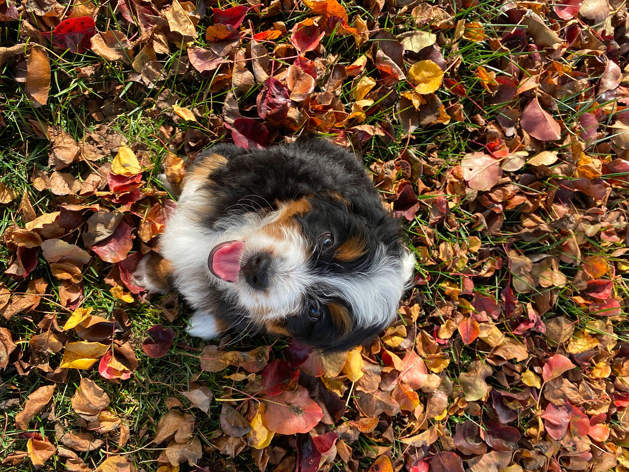 Willow is registered to the contest to win money with this photo: autumn, canidae, carnivore, companion_dog, deciduous, dog, dog_breed, fur, grass, groundcover, leaf, plant, snout, soil, sporting_group, tail, terrestrial_animal, toy_dog, tree, whiskers
