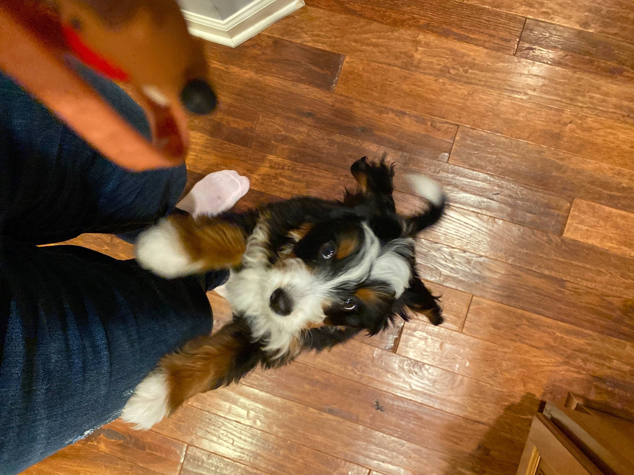 Willow is registered to the contest to win money with this photo: carnivore, companion_dog, dog, dog_breed, dog_supply, fawn, floor, flooring, hardwood, laminate_flooring, paw, plank, small_terrier, terrier, toy_dog, varnish, wood, wood_flooring, wood_stain, working_animal