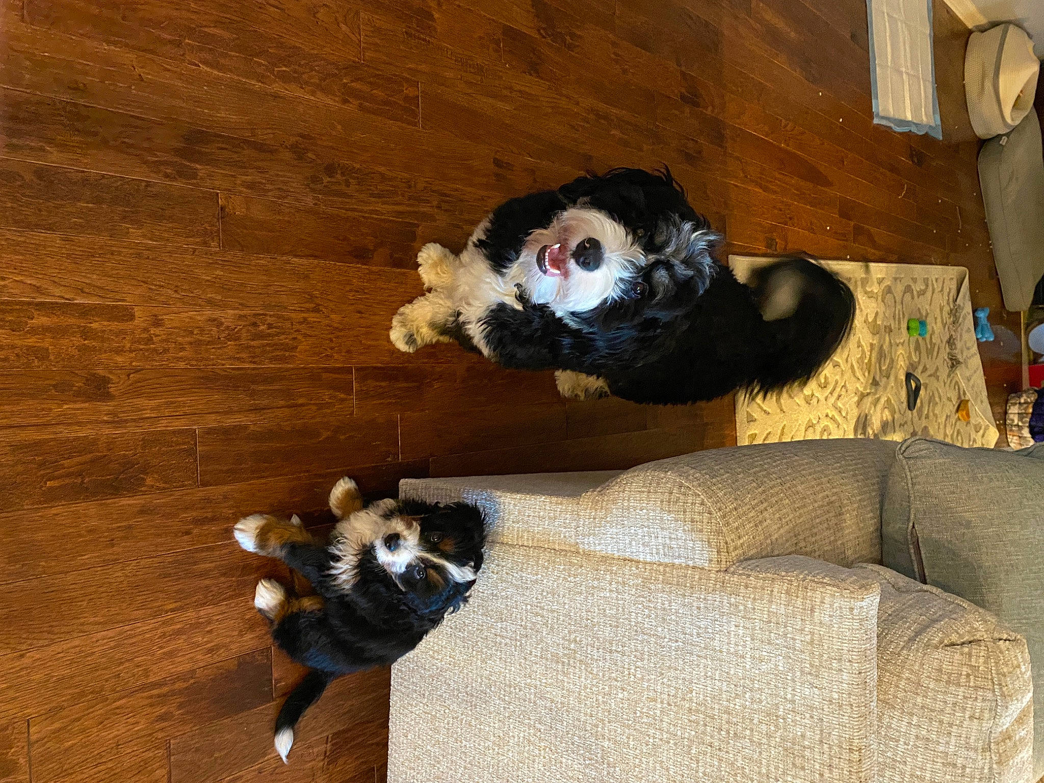 Willow is registered to the contest to win money with this photo: canidae, carnivore, comfort, companion_dog, couch, dog, dog_breed, fawn, felidae, floor, flooring, fur, hardwood, small_to_medium_sized_cats, snout, sporting_group, tail, whiskers, wood, wood_stain