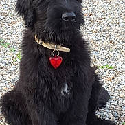 Lipton participe au concours pour gagner de l'argent avec cette photo : black_russian_terrier, cao_da_serra_de_aires, carnivoran, catalan_sheepdog, dog, dog_breed, dog_breed_group, dog_like_mammal, giant_schnauzer, mammal, miniature_schnauzer, rare_breed_dog, schnauzer, schnoodle, scottish_terrier, snout, standard_schnauzer, terrier, vulnerable_native_breeds