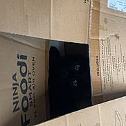 Its G joined the competition — help win amazing prizes! cat, black_cat, cardboard_box, peeking, shadow, dim_light, curious, pet, animal, indoor, mystery, eyes, dark, hiding, cute, feline, whiskers, box, playful, hidden