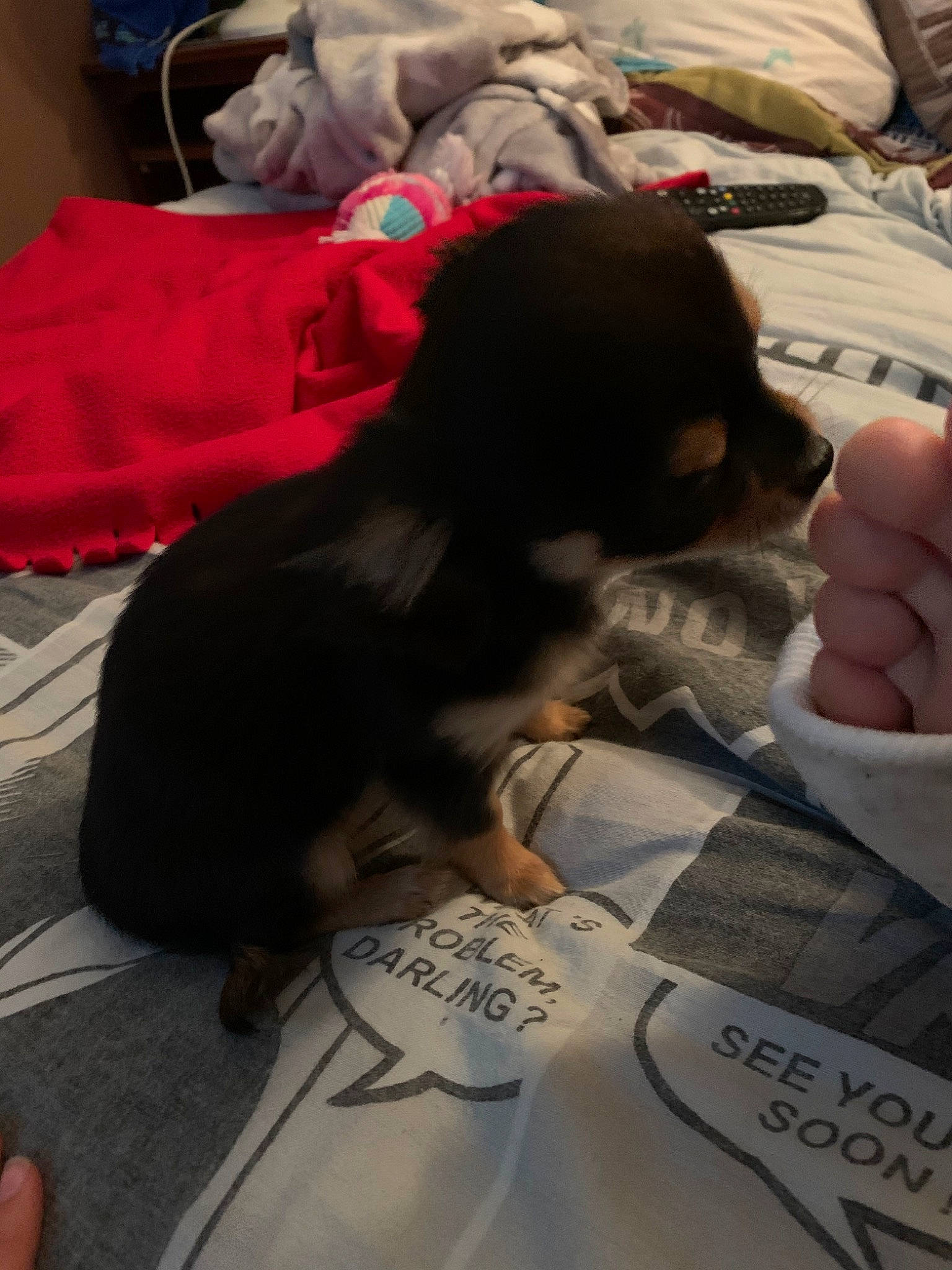 Celie a rejoint le concours — aidez-le/la à gagner de superbes lots ! canidae, carnivore, companion_dog, dog, dog_breed, puppy, sporting_group, toy_dog