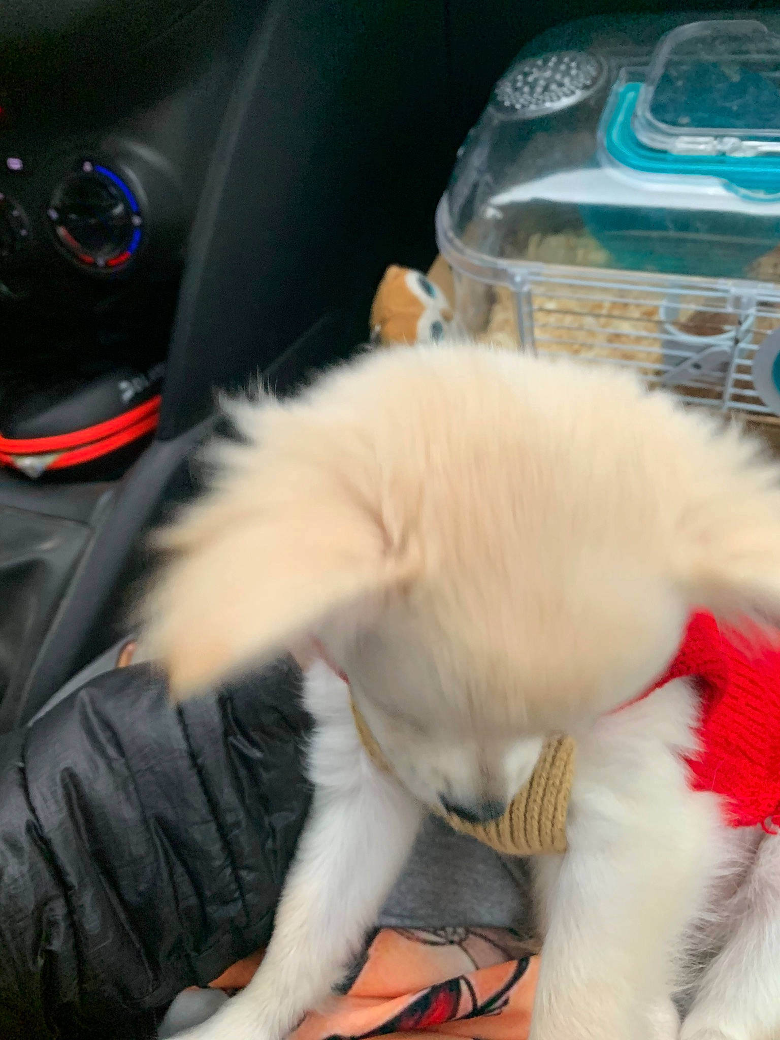 Charly participe au concours pour gagner de l'argent avec cette photo : canidae, carnivore, cat, companion_dog, dog, dog_breed, ear, fawn, felidae, fur, puppy, small_to_medium_sized_cats, sporting_group, tail, whiskers