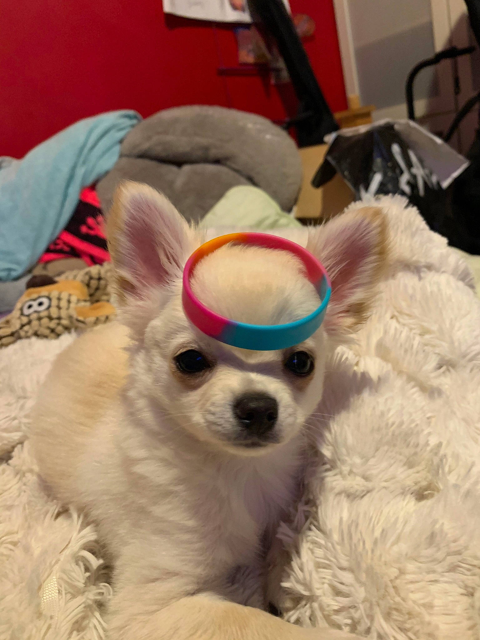 Charly participe au concours pour gagner de l'argent avec cette photo : canidae, carnivore, chihuahua, companion_dog, dog, dog_breed, ear, fawn, fur, mammal, nose, puppy, rare_breed_dog, snapshot, snout, sporting_group, textile, toy_dog, vertebrate, whiskers