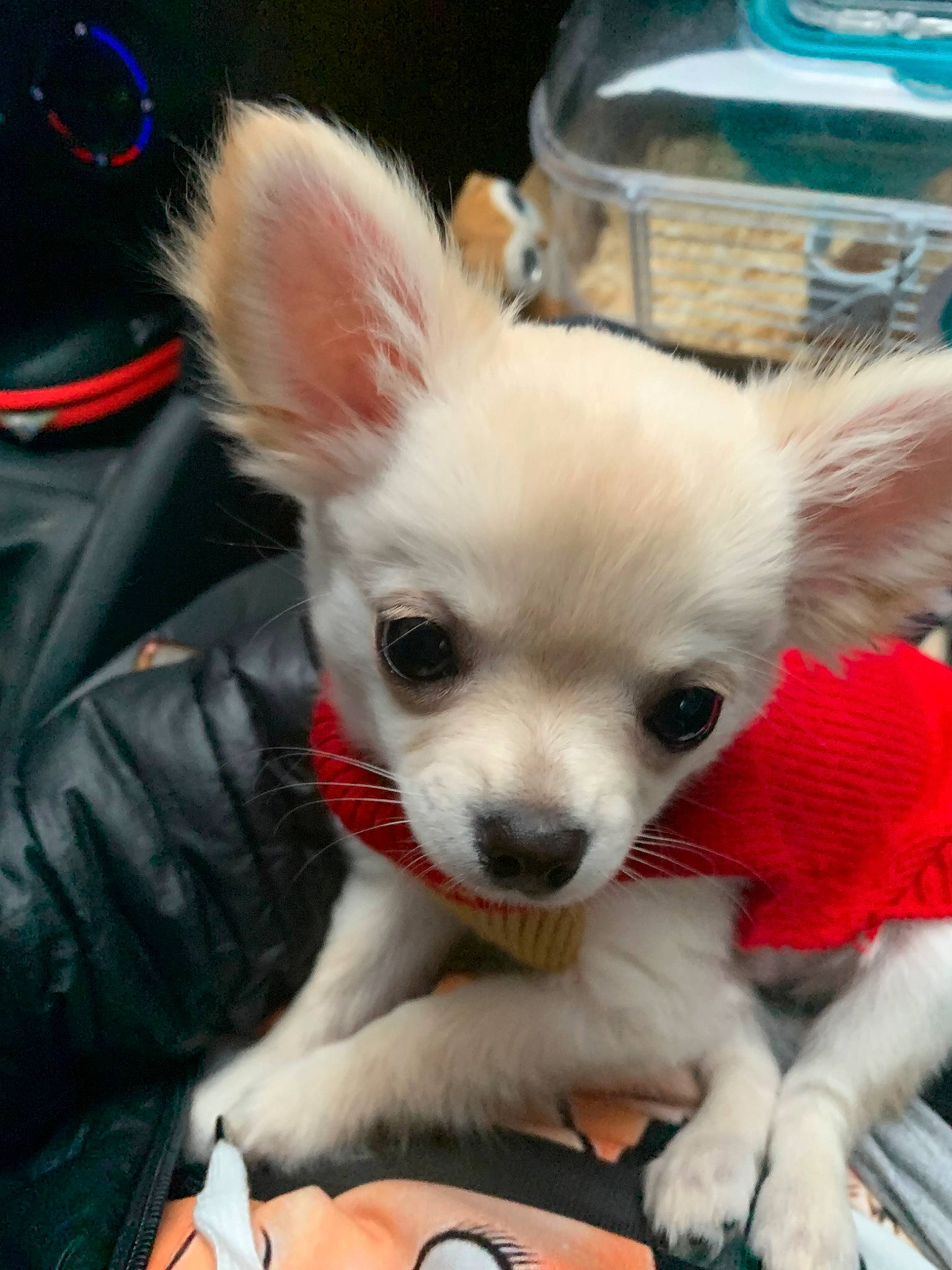 Charly participe au concours pour gagner de l'argent avec cette photo : canidae, carnivore, chihuahua, companion_dog, dog, dog_breed, dog_clothes, ear, fawn, mammal, puppy, puppy_love, skin, snout, toy_dog, vertebrate, whiskers