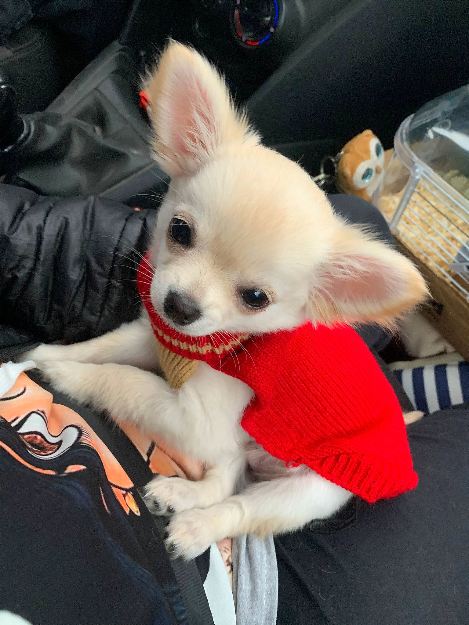 Charly participe au concours pour gagner de l'argent avec cette photo : canidae, carnivore, chihuahua, companion_dog, dog, dog_breed, dog_clothes, ear, fawn, mammal, non_sporting_group, pomeranian, puppy, rare_breed_dog, skin, snout, toy_dog