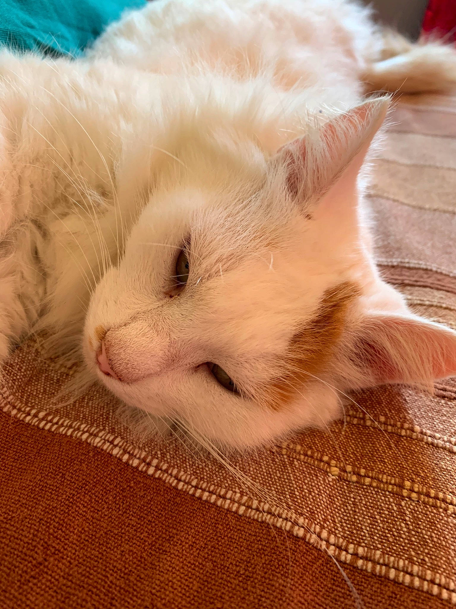 Lewis a rejoint le concours — aidez-le/la à gagner de superbes lots ! carnivore, cat, colorpoint_shorthair, ear, felidae, fur, khao_manee, kitten, nose, ragdoll, sleep, small_to_medium_sized_cats, turkish_angora, turkish_van, whiskers