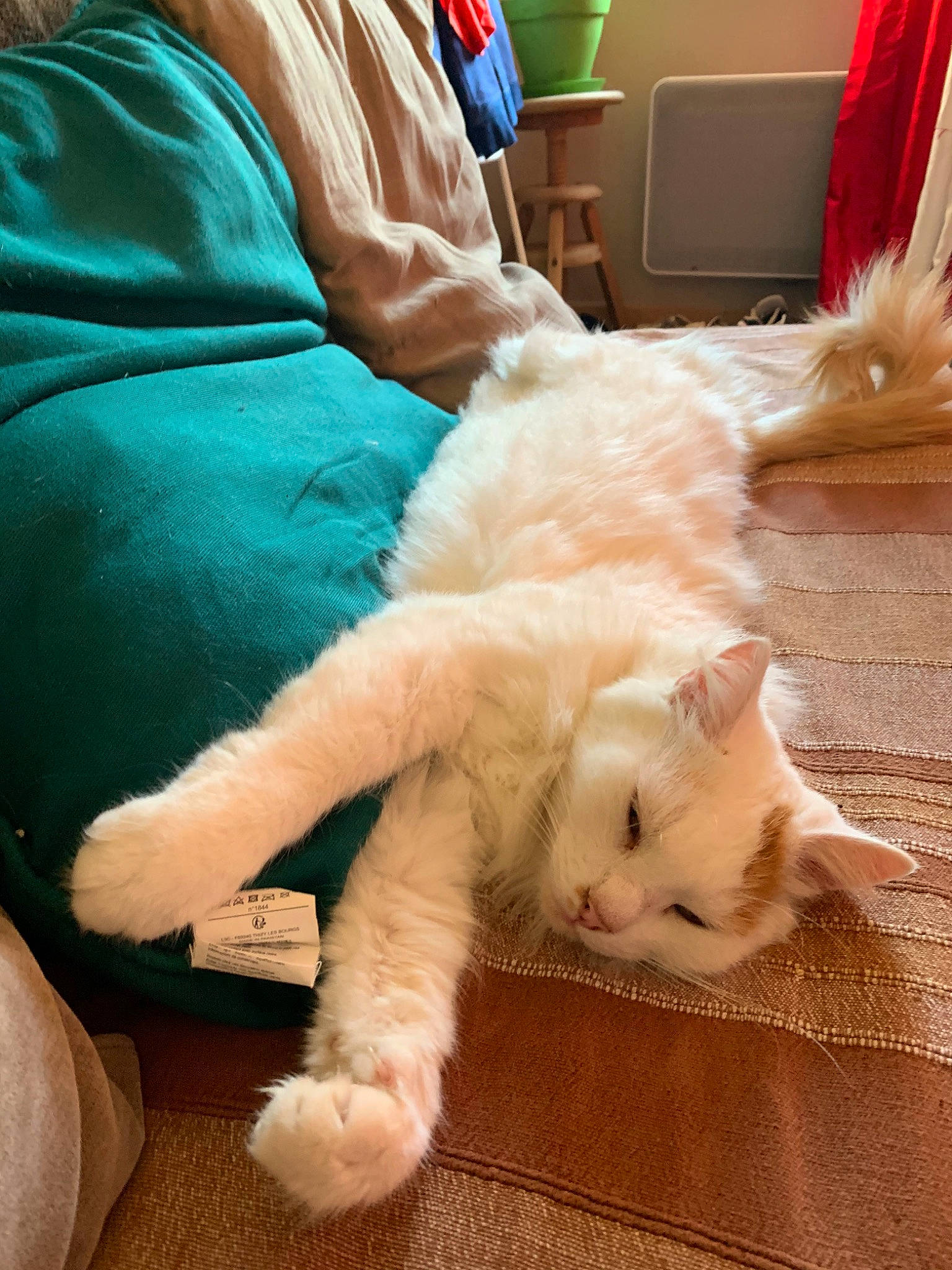 Lewis a rejoint le concours — aidez-le/la à gagner de superbes lots ! american_curl, asian, carnivore, cat, claw, colorpoint_shorthair, ear, fawn, felidae, fur, kitten, norwegian_forest_cat, paw, persian, ragdoll, small_to_medium_sized_cats, tail, turkish_angora, turkish_van, whiskers