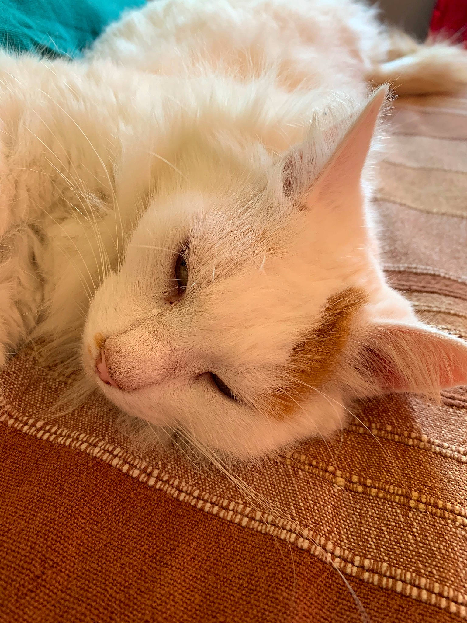 Lewis participe au concours pour gagner de l'argent avec cette photo : carnivore, cat, colorpoint_shorthair, ear, fawn, felidae, fur, khao_manee, kitten, nap, nose, ragdoll, sleep, small_to_medium_sized_cats, turkish_angora, turkish_van, whiskers
