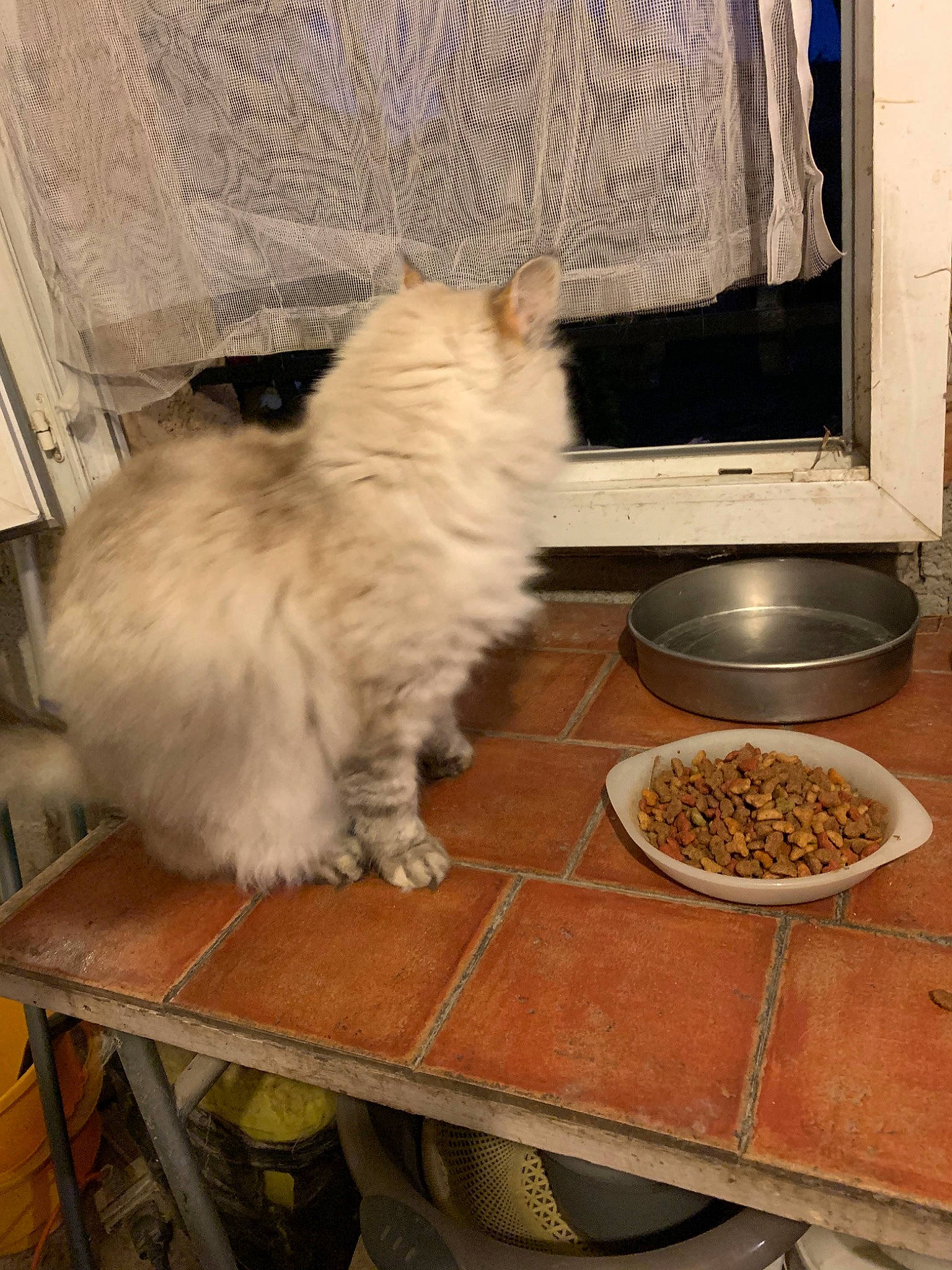 Calie a rejoint le concours — aidez-le/la à gagner de superbes lots ! carnivore, cat, domestic_long_haired_cat, fawn, felidae, kitten, persian, ragdoll, small_to_medium_sized_cats, whiskers