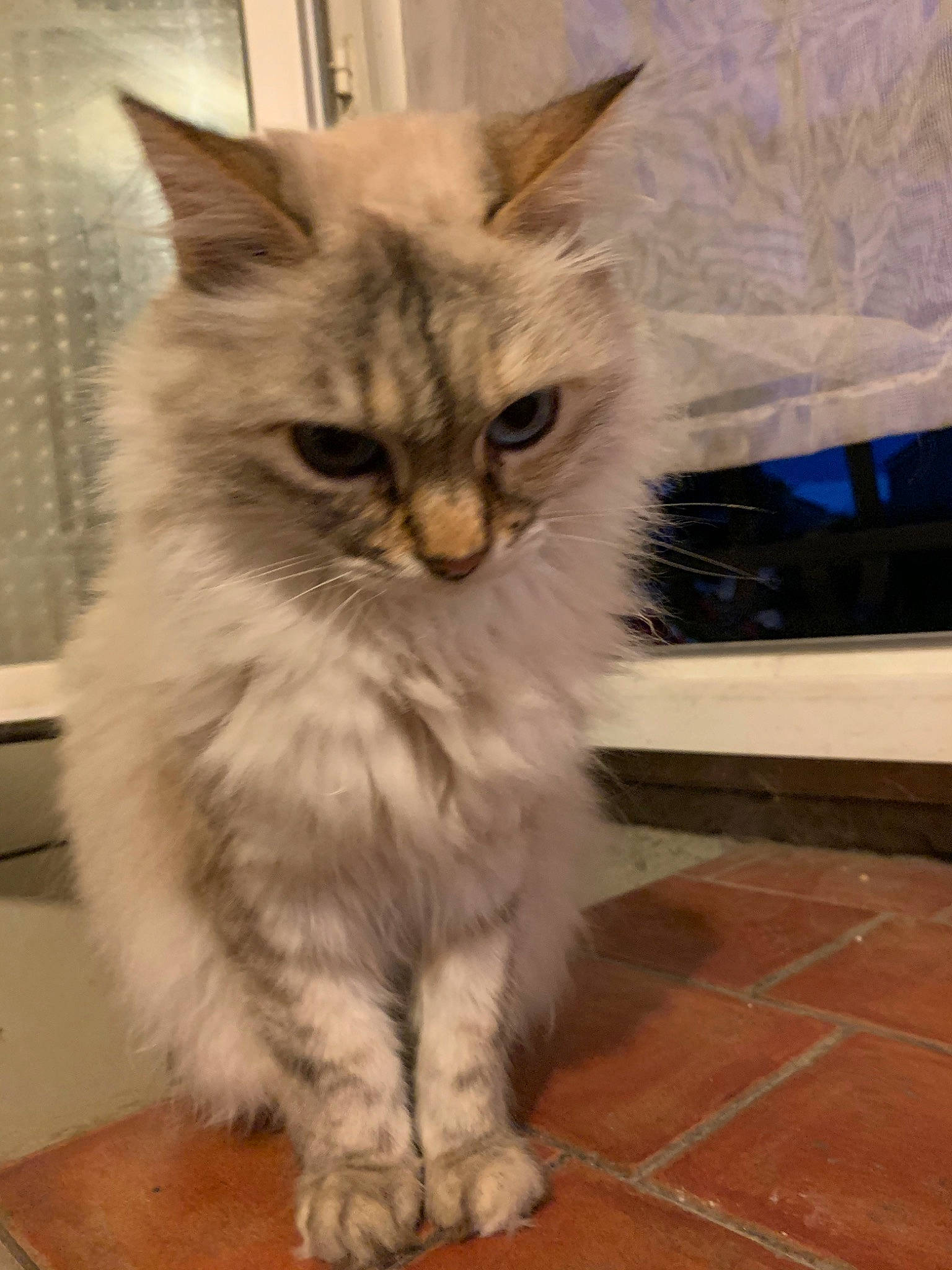 Calie a rejoint le concours — aidez-le/la à gagner de superbes lots ! asian, asian_semi_longhair, british_longhair, british_semi_longhair, carnivore, cat, domestic_long_haired_cat, fawn, felidae, kitten, maine_coon, mammal, norwegian_forest_cat, persian, ragamuffin, ragdoll, siberian, small_to_medium_sized_cats, vertebrate, whiskers