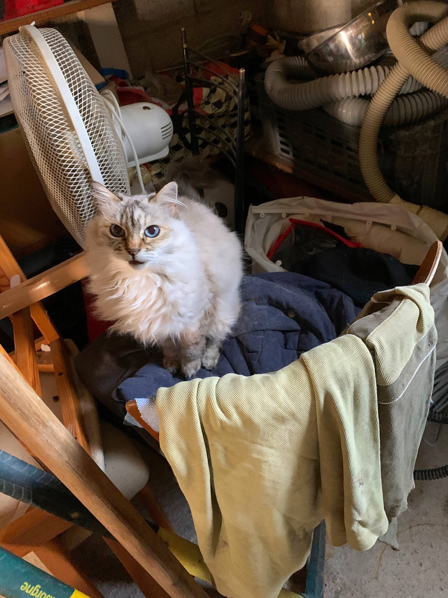 Calie participe au concours pour gagner de l'argent avec cette photo : basket, carnivore, cat, fawn, felidae, ragdoll, small_to_medium_sized_cats, whiskers