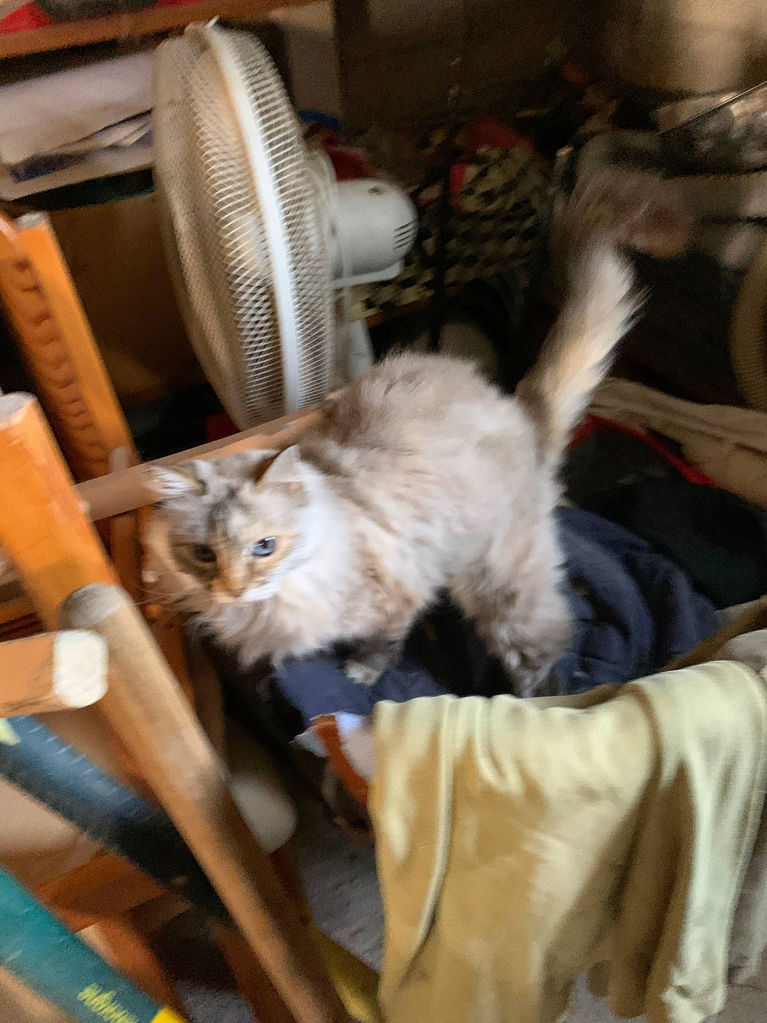 Calie a rejoint le concours — aidez-le/la à gagner de superbes lots ! american_curl, asian, carnivore, cat, domestic_long_haired_cat, fawn, felidae, kitten, maine_coon, mammal, norwegian_forest_cat, ragamuffin, ragdoll, small_to_medium_sized_cats, whiskers