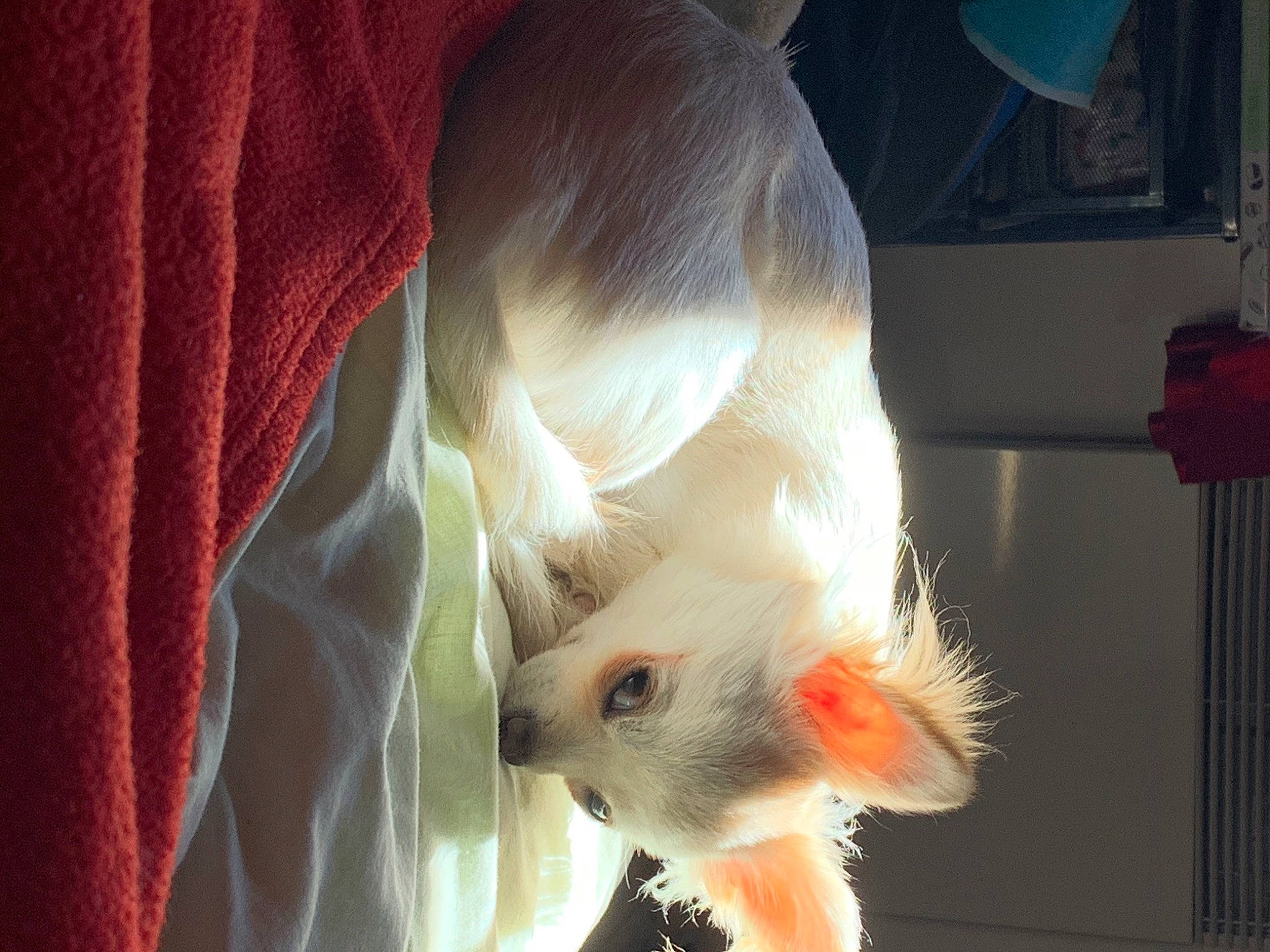 Charly participe au concours pour gagner de l'argent avec cette photo : canidae, carnivore, cat, fawn, tail