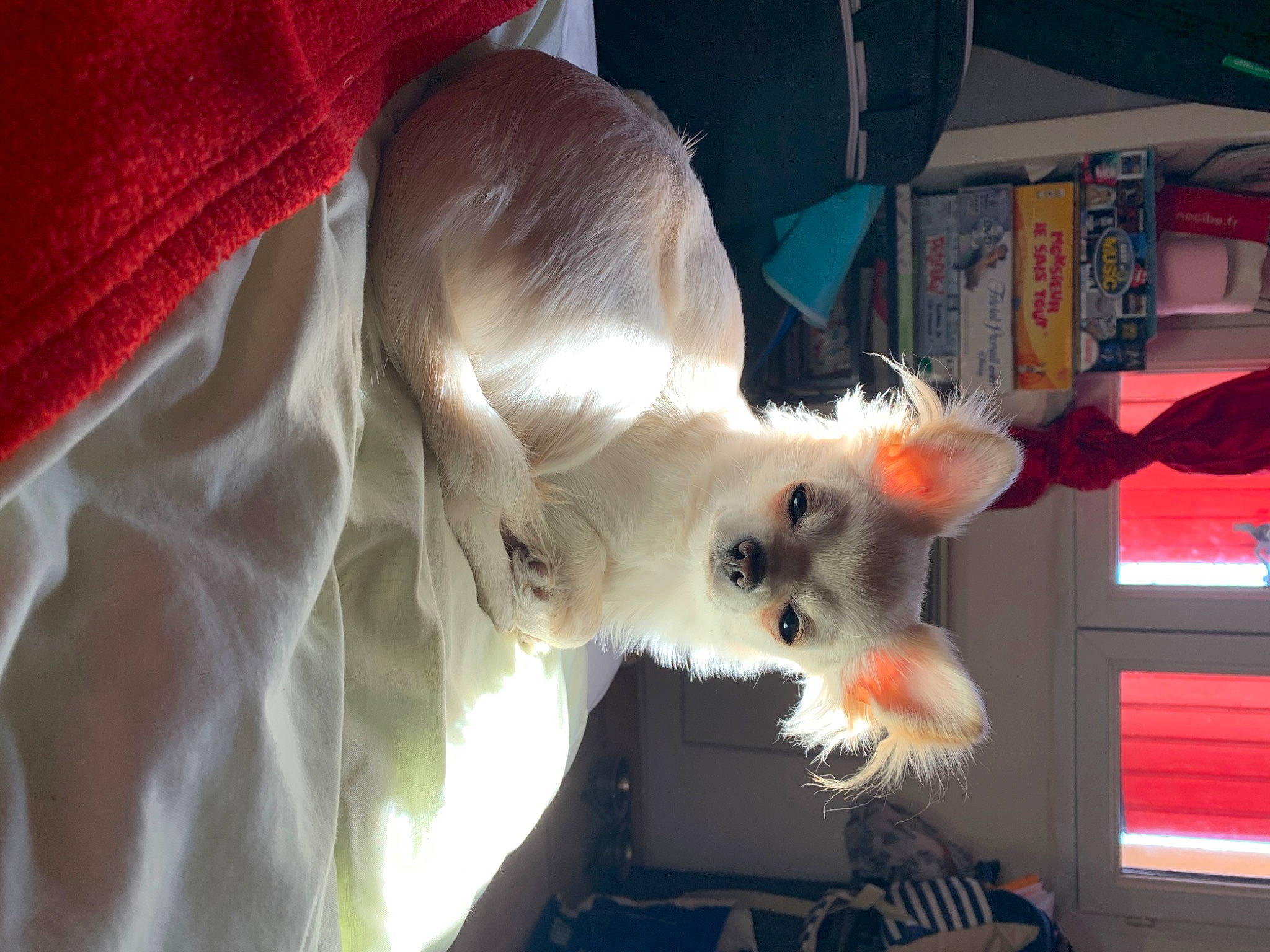 Charly participe au concours pour gagner de l'argent avec cette photo : canidae, carnivore, companion_dog, dog, dog_breed, ear, miniature_schnauzer, sporting_group, west_highland_white_terrier