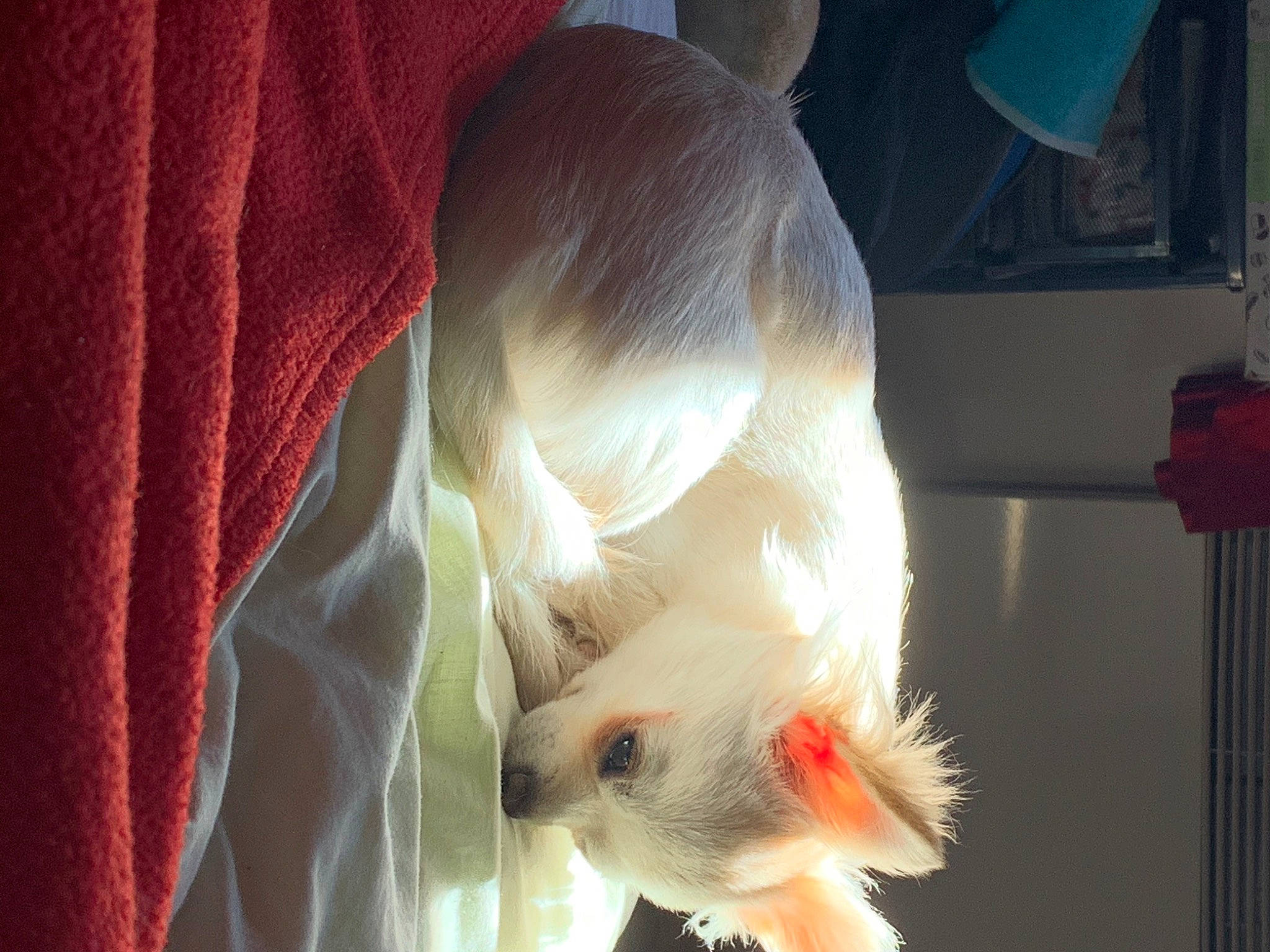 Charly participe au concours pour gagner de l'argent avec cette photo : canidae, ear, fawn, tail