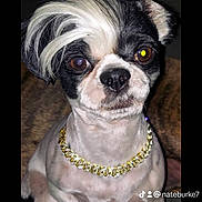 Lil Bit joined the competition — help win amazing prizes! dog, small_dog, black_and_white, gold_chain, pet, cute, sitting, portrait, fur, animal, indoor, close_up, face, paw, canine, adorable, domestic_animal, expression, looking, collar