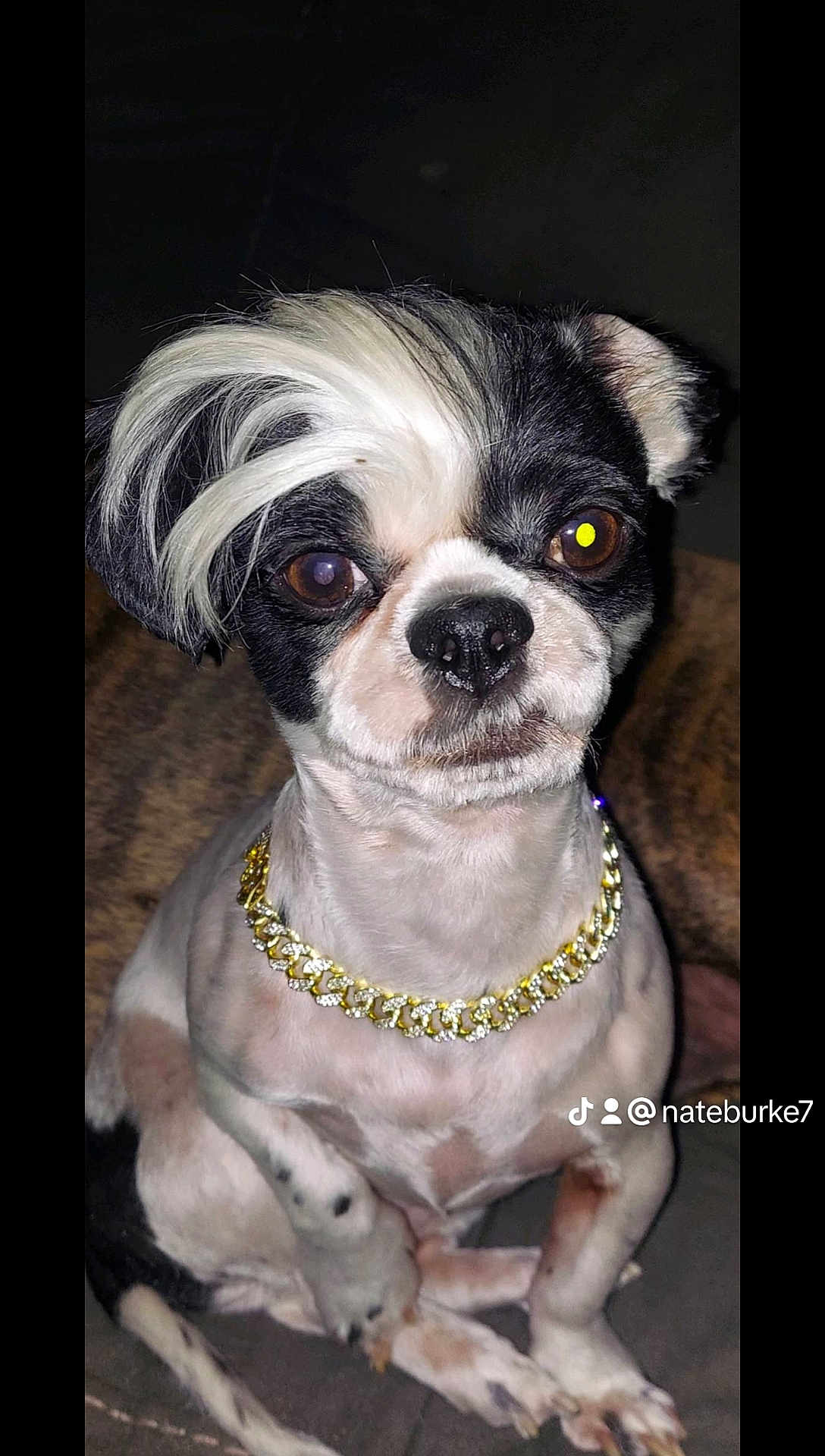 Lil Bit joined the competition — help win amazing prizes! dog, small_dog, black_and_white, gold_chain, pet, cute, sitting, portrait, fur, animal, indoor, close_up, face, paw, canine, adorable, domestic_animal, expression, looking, collar