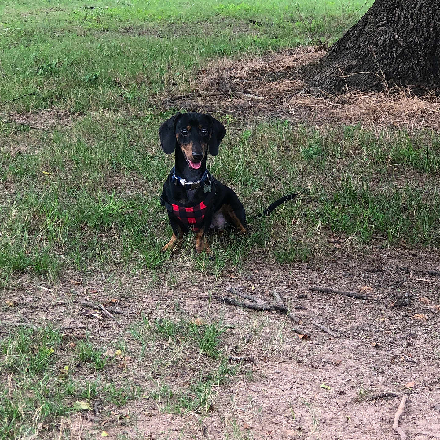 Duke joined the competition — help win amazing prizes! animal, black, brown, canine, dachshund, dog, friendly, grass, harness, leafy, nature, outdoor, park, pet, playful, sitting, small_dog, sunlight, tongue_out, tree
