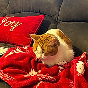 Peachy joined the competition — help win amazing prizes! cat, orange_cat, white_cat, sleeping, blanket, red_blanket, holiday_pattern, couch, gray_couch, pillow, red_pillow, embroidery, joy, indoor, cozy, pet, feline, resting, home, soft_texture