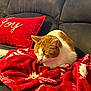 cat, orange_cat, white_cat, sleeping, blanket, red_blanket, holiday_pattern, couch, gray_couch, pillow, red_pillow, embroidery, joy, indoor, cozy, pet, feline, resting, home, soft_texture