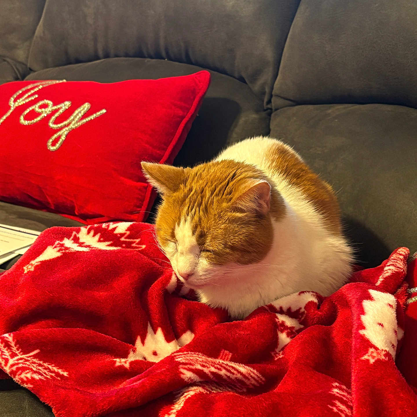 Peachy joined the competition — help win amazing prizes! blanket, cat, couch, cozy, embroidery, feline, gray_couch, holiday_pattern, home, indoor, joy, orange_cat, pet, pillow, red_blanket, red_pillow, resting, sleeping, soft_texture, white_cat