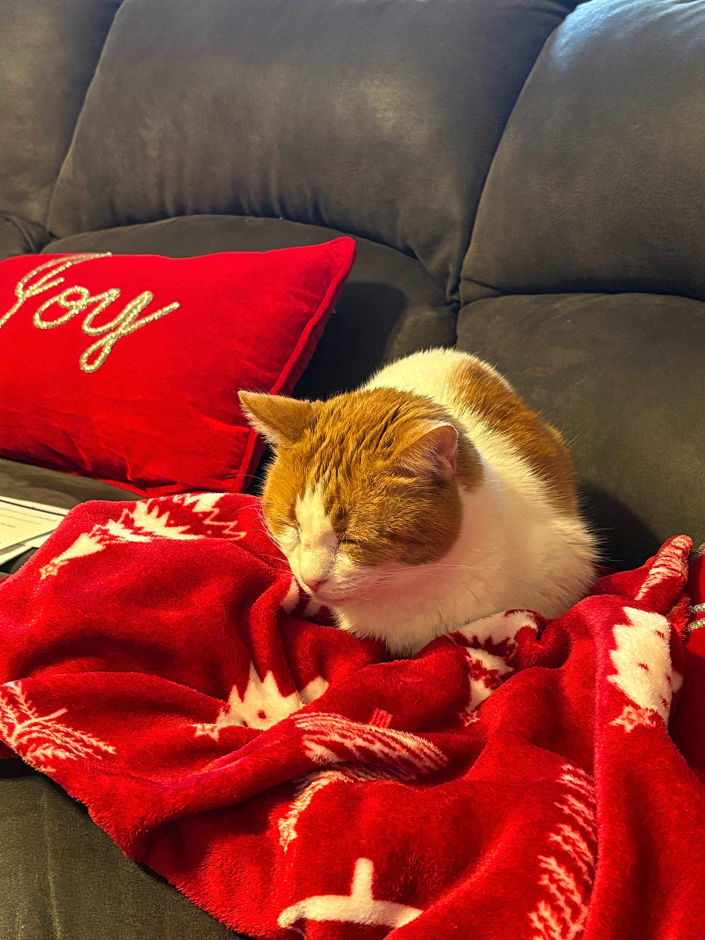 Peachy joined the competition — help win amazing prizes! cat, orange_cat, white_cat, sleeping, blanket, red_blanket, holiday_pattern, couch, gray_couch, pillow, red_pillow, embroidery, joy, indoor, cozy, pet, feline, resting, home, soft_texture