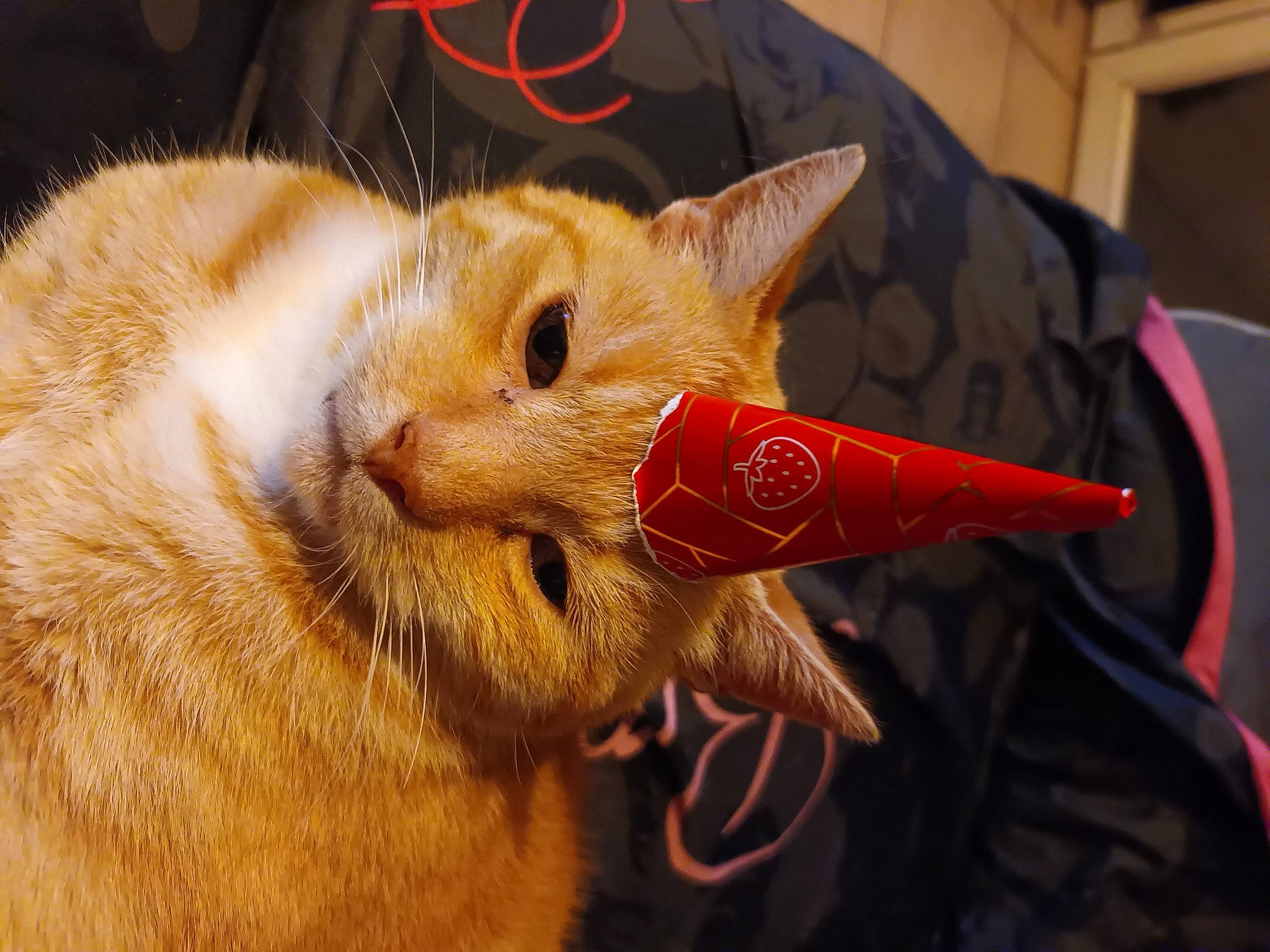 Sockette a rejoint le concours — aidez-le/la à gagner de superbes lots ! canidae, carnivore, cat, claw, domestic_short_haired_cat, ear, fang, fawn, felidae, fur, gesture, paw, small_to_medium_sized_cats, snout, tail, terrestrial_animal, whiskers, wildlife