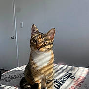 Virola is registered to the contest to win money with this photo: cat, tabby_cat, pet, indoor, sunlight, shadow, blanket, bed, ears, whiskers, eyes, portrait, domestic_cat, sitting, fur, stripes, paws, wall, door, cozy