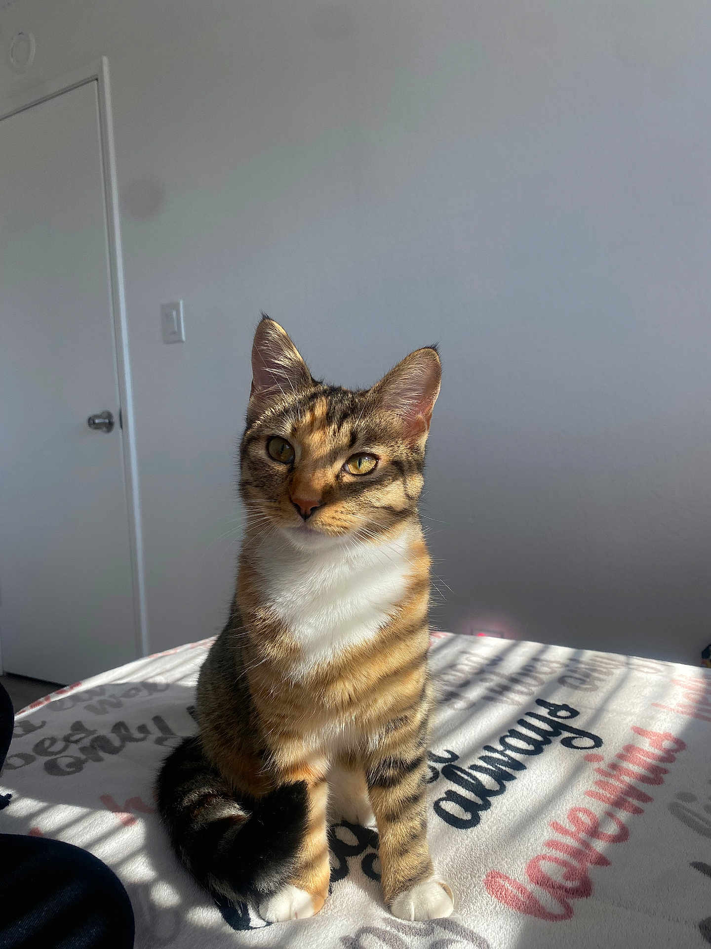 Virola is registered to the contest to win money with this photo: cat, tabby_cat, pet, indoor, sunlight, shadow, blanket, bed, ears, whiskers, eyes, portrait, domestic_cat, sitting, fur, stripes, paws, wall, door, cozy