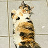 Bella a rejoint le concours — aidez-le/la à gagner de superbes lots ! cat, calico_cat, fluffy, longhaired, pet, animal, feline, lying_down, back, paws, raised_paw, tail, green_eyes, whiskers, pink_nose, fur, tricolor, tile_floor, indoor, portrait