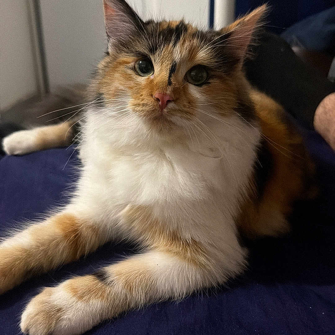 Bella