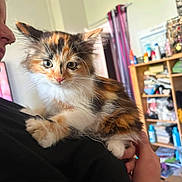 Bella a rejoint le concours — aidez-le/la à gagner de superbes lots ! cat, kitten, calico, fluffy, long_hair, pet, animal, whiskers, ears, green_eyes, pink_nose, sitting, shoulder, person, indoors, home, shelf, clutter, portrait, close_up
