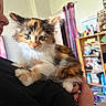 cat, kitten, calico, fluffy, long_hair, pet, animal, whiskers, ears, green_eyes, pink_nose, sitting, shoulder, person, indoors, home, shelf, clutter, portrait, close_up