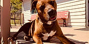 Brodie joined the competition — help win amazing prizes! dog, brown_dog, pet, outdoor, porch, sunlight, relaxed, animal, bench, house, wooden_bench, paw, tongue_out, curious, daylight, collar, fence, metal_chair, shadow, nature