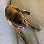 Brodie joined the competition — help win amazing prizes! dog, brown_dog, pet, canine, animal, lying_down, playful, tongue_out, floor, concrete, indoor, paw, muzzle, four_legs, looking_up, friendly, domestic_animal, happy, fur, tail