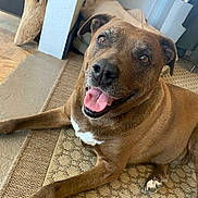 Brodie is registered to the contest to win money with this photo: dog, brown_dog, pet, indoor, carpet, tongue_out, happy, canine, animal, mammal, floor, blanket, wood, resting, cute, domestic, fur, looking_up, smiling, ears