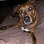 Brodie is registered to the contest to win money with this photo: dog, brown_dog, pet, animal, canine, indoor, blanket, couch, face, eyes, fur, closeup, flash, television, furniture, candles, living_room, curious, lying_down, head_tilt