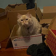 Cupid is registered to the contest to win money with this photo: cat, cardboard_box, indoor, floor, furniture, pet, animal, curious, fluffy, cream_color, domestic_cat, household, clothing, wooden_floor, messy, package, postal_box, priority_mail, sitting, looking