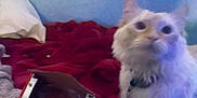 Cupid joined the competition — help win amazing prizes! cat, bed, blanket, box, collar, indoor, feline, pet, red_blanket, gray_blanket, blue_wall, worn_wall, peeling_paint, fur, domestic_animal, resting, curious, furniture, soft_texture, blurred
