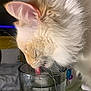 Cupid joined the competition — help win amazing prizes! cat, fluffy, whiskers, drinking, water, glass, indoor, bedroom, fur, closeup, pet, animal, tongue, side_profile, feline, domestic, cute, soft, light, relaxing