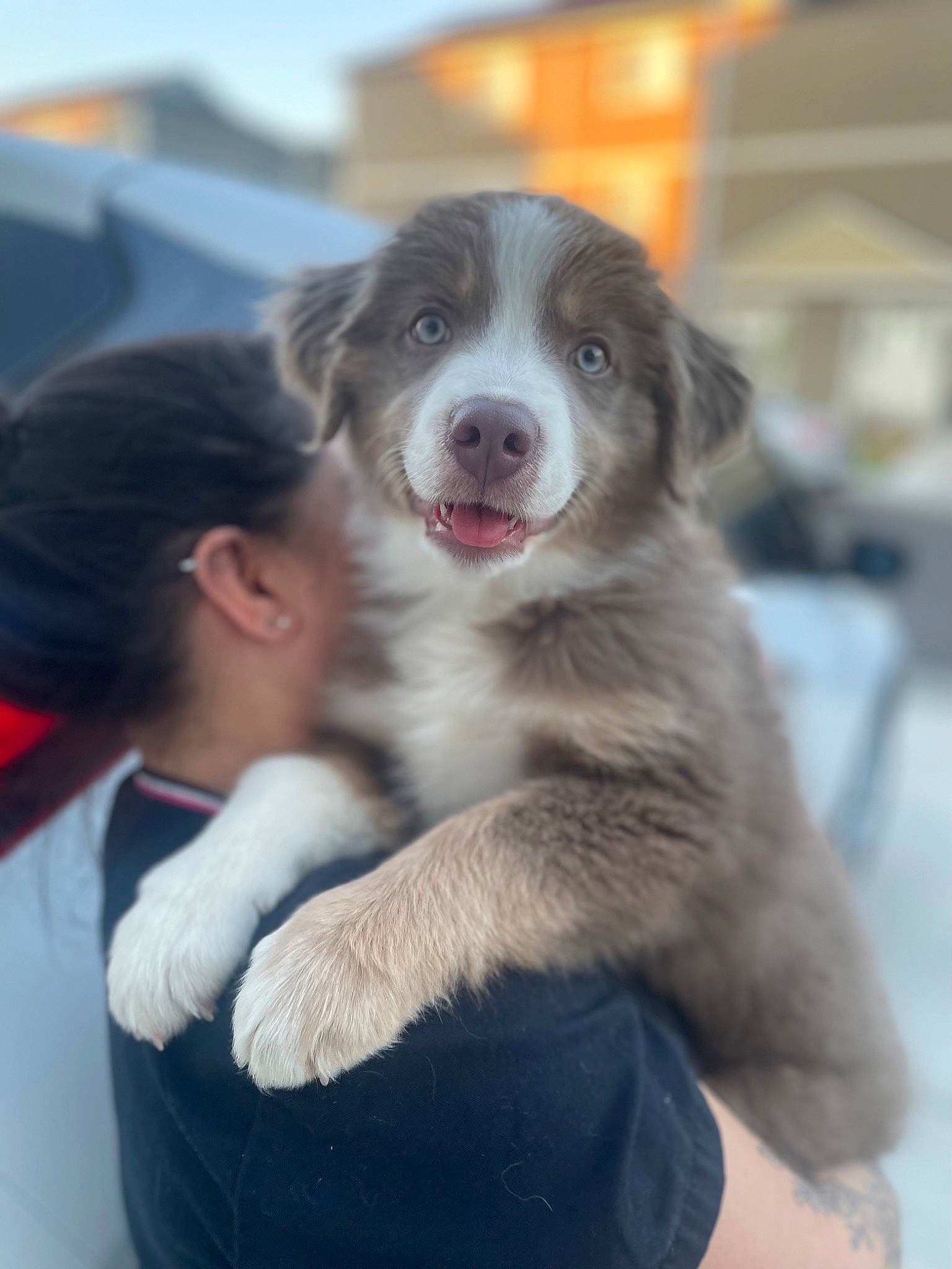 Lilybear joined the competition — help win amazing prizes! canidae, carnivore, companion_dog, dog, dog_breed, fur, herding_dog, plant, sky, snout, sporting_group, terrestrial_animal, working_dog