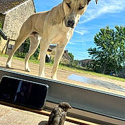 Butch a rejoint le concours — aidez-le/la à gagner de superbes lots ! dog, bird, smartphone, glass_door, outdoor, indoor, wooden_floor, curious, animal_interaction, sunny, blue_sky, tree, house, window, pet, nature, daylight, reflection, fence, grass