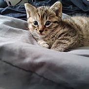 Annabelle is registered to the contest to win money with this photo: animal, bed, blanket, cat, cozy, cute, ears, eyes, feline, fur, indoor, kitten, pet, resting, sleepy, small, soft, striped, whiskers, young