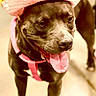 dog, pit_bull, pink_hat, costume, dog_clothing, tongue_out, happy, portrait, indoor, standing, pet, canine, fashion, funny, close_up, floor, background_dog, pink, gray_fur, photography