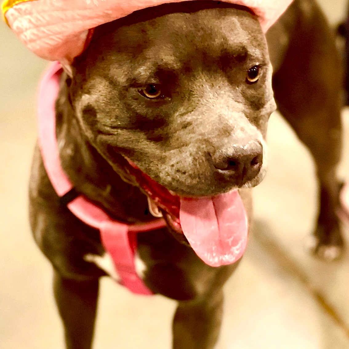 Zula