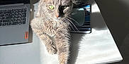 Saphir participe au concours pour gagner de l'argent avec cette photo : cat, gray_cat, pet, animal, laptop, computer, mouse, desk, table, sunlight, shadow, indoor, feline, paw, green_eyes, relaxing, home_office, technology, chair, workstation