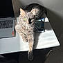 cat, gray_cat, pet, animal, laptop, computer, mouse, desk, table, sunlight, shadow, indoor, feline, paw, green_eyes, relaxing, home_office, technology, chair, workstation