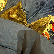 Saphir participe au concours pour gagner de l'argent avec cette photo : cat, tabby, sleeping, paw, blanket, blue, cartoon, cozy, fur, pet, indoor, cute, resting, animal, soft, comfort, nap, domestic, mammal, relaxed